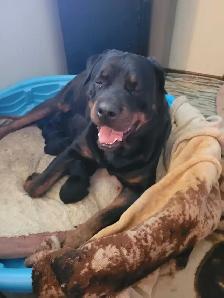 Rottweiler puppies for sale born may 25th - Photo 6
