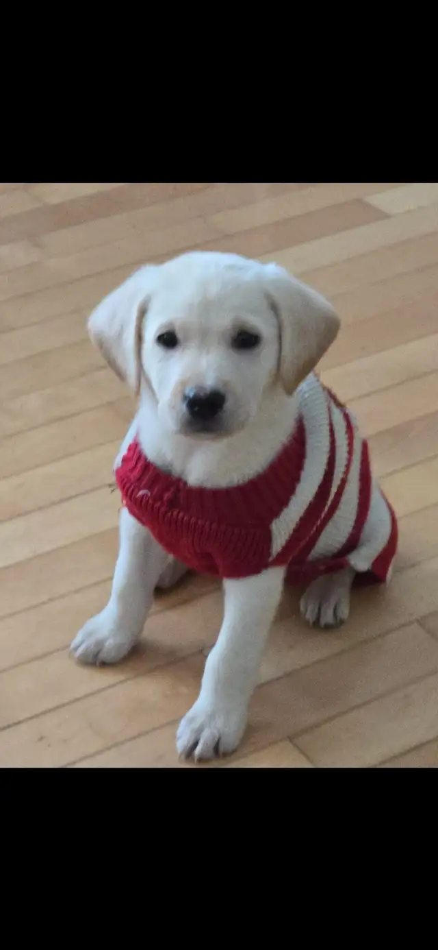 Lab Puppies