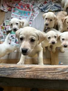 Lab Puppies - Photo 2