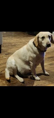 Lab Puppies - Photo 3