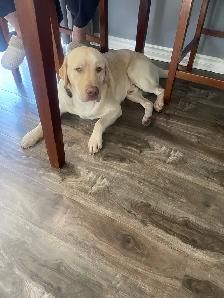 Lab Puppies - Photo 4