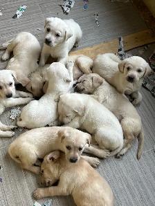 Lab Puppies - Photo 5