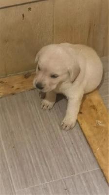 Lab Puppies - Photo 6