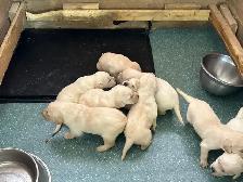 Lab Puppies - Photo 7