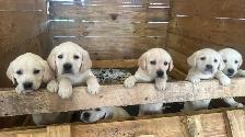 Lab Puppies - Photo 8