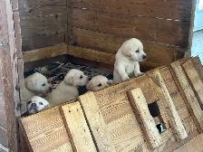 Lab Puppies - Photo 9