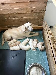 Lab Puppies - Photo 10