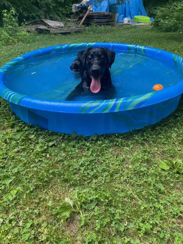 WANTED! BLACK OR YELLOW LAB!