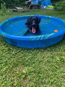 WANTED! BLACK OR YELLOW LAB!