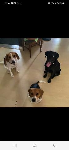 WANTED! BLACK OR YELLOW LAB! - Photo 3