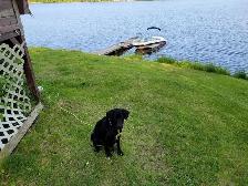 WANTED! BLACK OR YELLOW LAB! - Photo 4