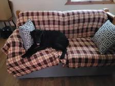 WANTED! BLACK OR YELLOW LAB! - Photo 5
