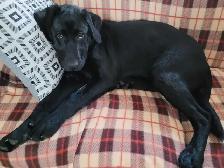 WANTED! BLACK OR YELLOW LAB! - Photo 6