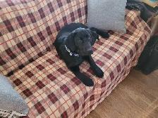 WANTED! BLACK OR YELLOW LAB! - Photo 7