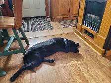 WANTED! BLACK OR YELLOW LAB! - Photo 8