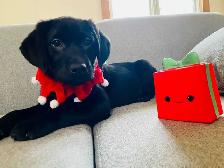 WANTED! BLACK OR YELLOW LAB! - Photo 9