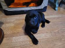 WANTED! BLACK OR YELLOW LAB! - Photo 10