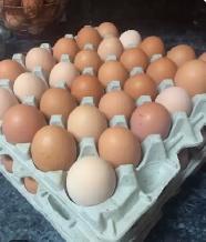 free range eggs