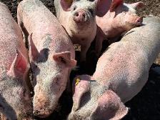 Pork Sides available - Photo 2