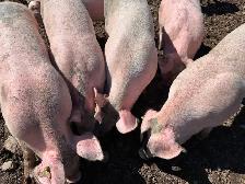 Pork Sides available - Photo 4