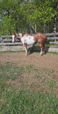 horse for lease in spruce grove - Photo 2