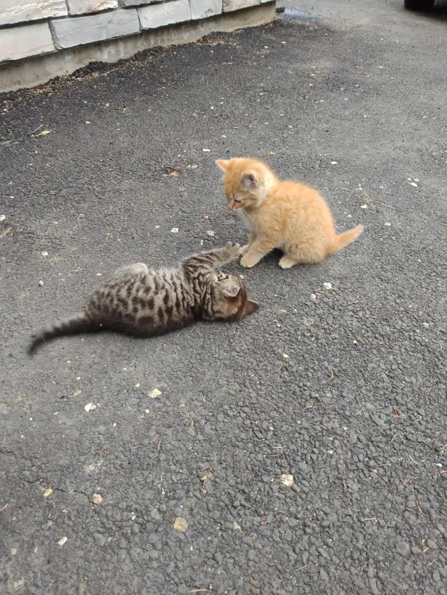 Kittens cute and lively