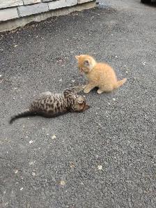 Kittens cute and lively