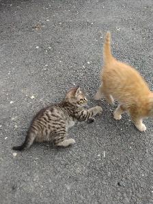Kittens cute and lively - Photo 2
