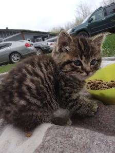Kittens cute and lively - Photo 4