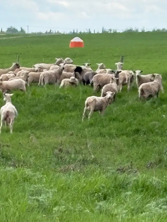 ewes for sale