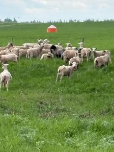 ewes for sale