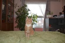 Maine Coon