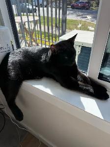 Rehoming cat