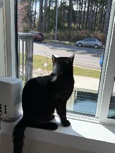 Rehoming cat - Photo 2