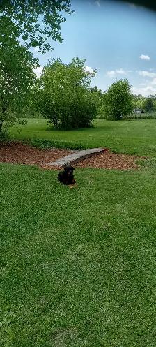 Doggy Daycare and Boarding in Bourget - Photo 2