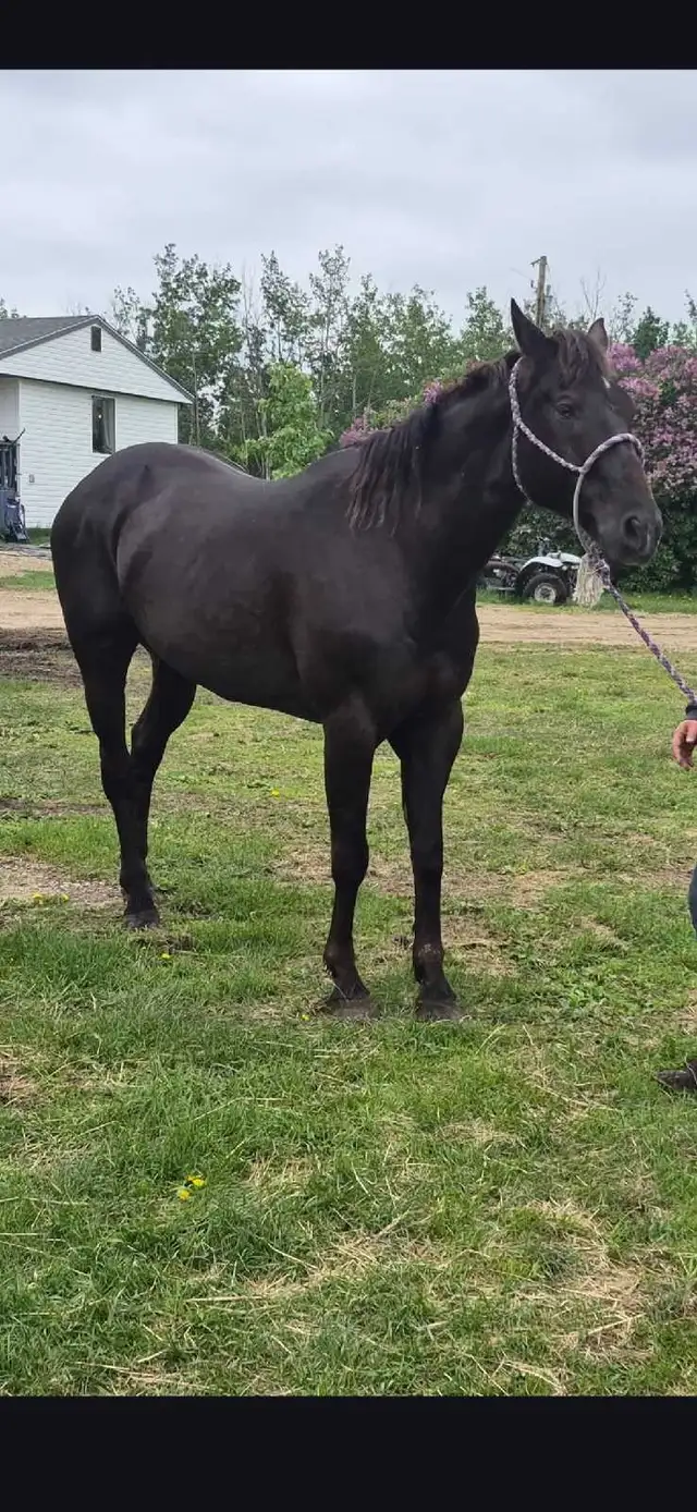 Nice gelding