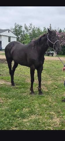 Nice gelding