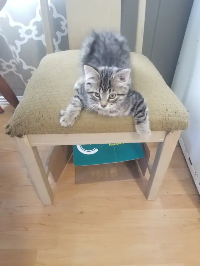 2 kittens available