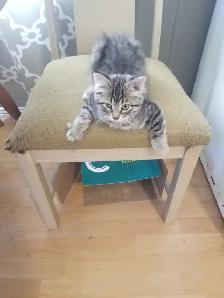 2 kittens available