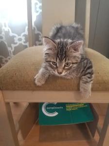 2 kittens available - Photo 2