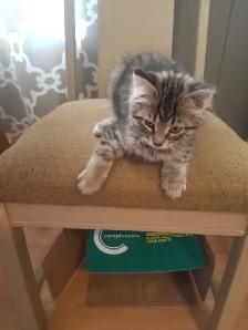 2 kittens available - Photo 3