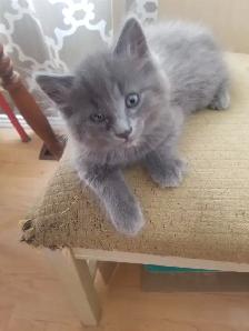 2 kittens available - Photo 4