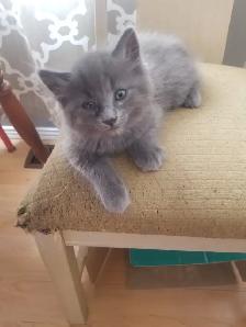 2 kittens available - Photo 5