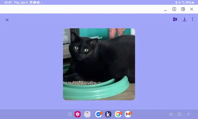 Cat free