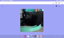 Cat free