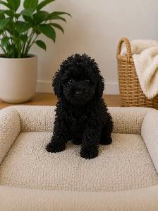 Toy Poodle