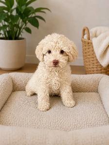 Toy Poodle - Photo 2