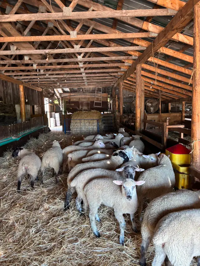 Ewe Lambs For Sale