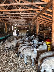 Ewe Lambs For Sale