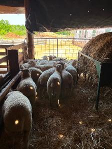 Ewe Lambs For Sale - Photo 2